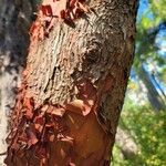 Arbutus menziesii Bark