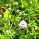 Succisella inflexa Flower