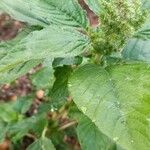 Amaranthus retroflexusFeuille