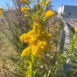 Solidago giganteaLorea