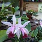 Cattleya intermedia Flower