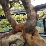 Acer buergerianum Schors