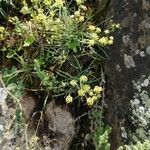 Bupleurum ranunculoides Flor
