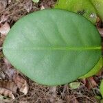 Phyllanthus macrochorion Leaf