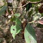 Hedyosmum bonplandianum Frucht