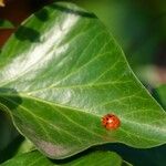 Hedera colchica ഇല