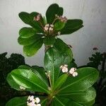 Euphorbia lophogona Лист