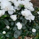 Rhododendron simsii Kwiat