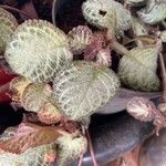 Episcia lilacina Fuelha