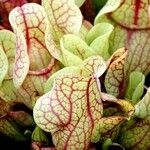 Sarracenia purpurea 葉