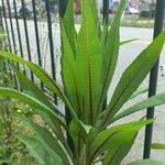 Lactuca indica Blatt