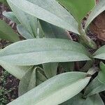 Epidendrum ciliare Yaprak