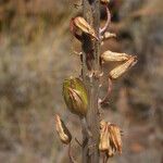 Drimia hesperia Blüte