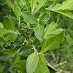 Salix laggeri 葉