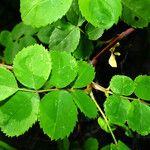 Rosa arvensis 叶