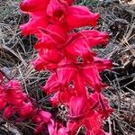 Sarcodes sanguinea 花