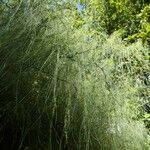 Parkinsonia aculeata Leaf