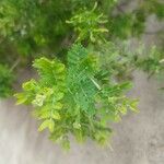 Acacia farnesiana Leaf