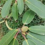 Rhododendron oreodoxa Leaf