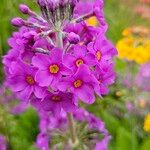 Primula bulleyanaFlower