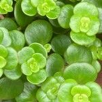 Sedum makinoi Folha