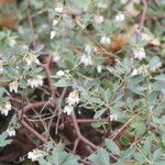 Arctostaphylos × media Çiçek