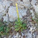 Verbascum thapsus Floro