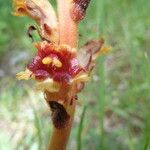 Orobanche variegata 花