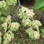 Ulmus glabra Плод