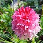 Gymnadenia nigra Flower
