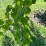 Cercidiphyllum japonicum 葉