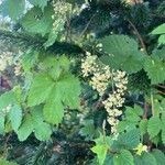 Humulus lupulusFleur