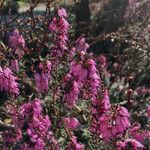 Erica erigena Blüte