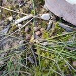 Sphaerolobium vimineum Corteza