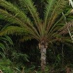 Blechnum gibbum Habit