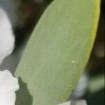 Leptospermum laevigatum Likasa