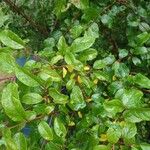 Prunus brigantina Blatt