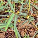 Chamaecrista mimosoides Hoja