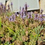 Coleus neochilus Blodyn