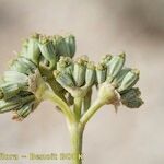 Cyathoselinum tomentosum Fruit