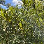 Myrica gale Leaf