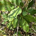 Searsia natalensis Leaf