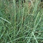 Elymus pungens Blatt