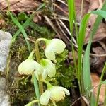 Pyrola chlorantha Λουλούδι