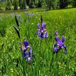 Iris sibirica ᱵᱟᱦᱟ