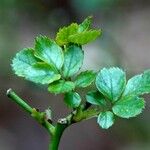 Rosa abietina Blad