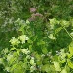 Silene baccifera Flor
