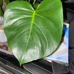 Monstera deliciosa Leaf