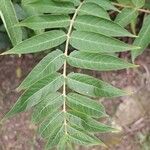 Ailanthus altissimaLeaf