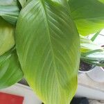 Spathiphyllum cannifolium Leaf